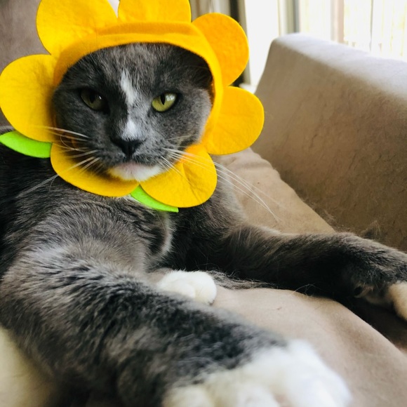 Meet your Posher, Stacy - Picture 1 of 1